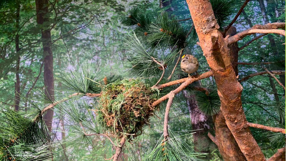 Drawieński Park Narodowy - Drawno / Polska 2019 (5)