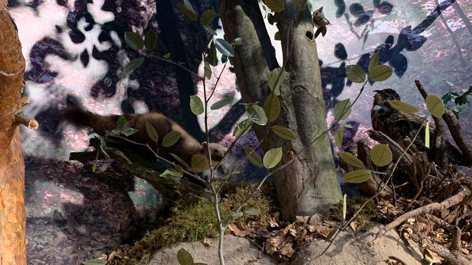 Drawieński Park Narodowy - Drawno / Polska 2019 (12)